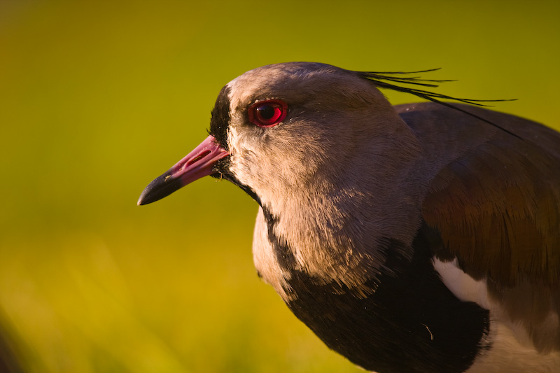 Southern Lapwing